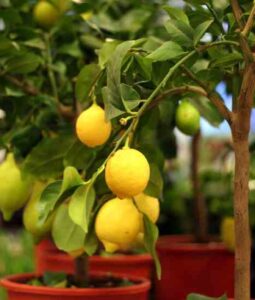 Farming Advice: Growing Lemon Trees From Seed, Blue Jean Saddlebags and a Pig Box